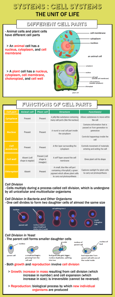 Parts of a Cell and Their Functions – Edureachlearn | www.edureachlearn ...